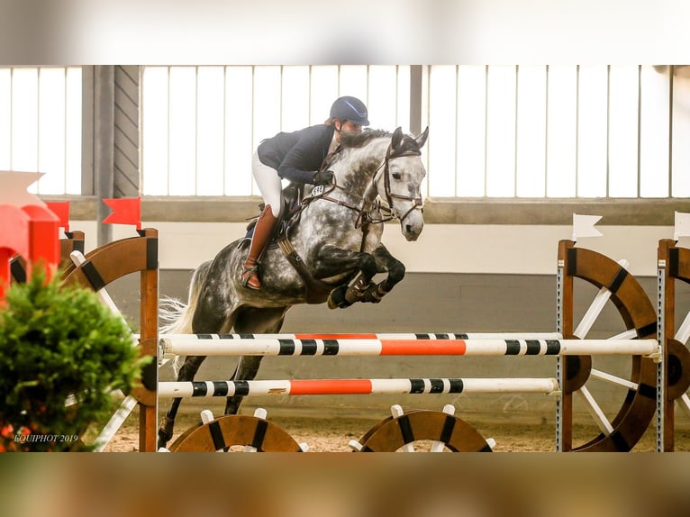 Trakehner Mare 15 years 16 hh Grey-Fleabitten in Vechelde