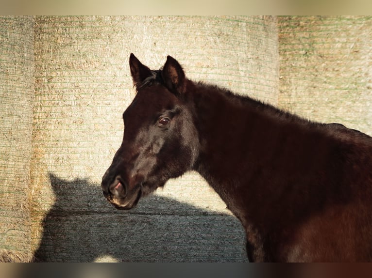 Trakehner Mare 16 years 15,3 hh Smoky-Black in Aytos