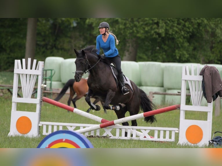 Trakehner Mix Mare 16 years 15 hh Black in Lüneburg