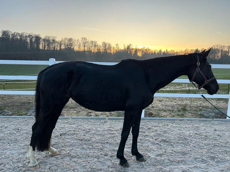 Trakehner Mare 16 years 16 hh Black in RavensteinRavenstein