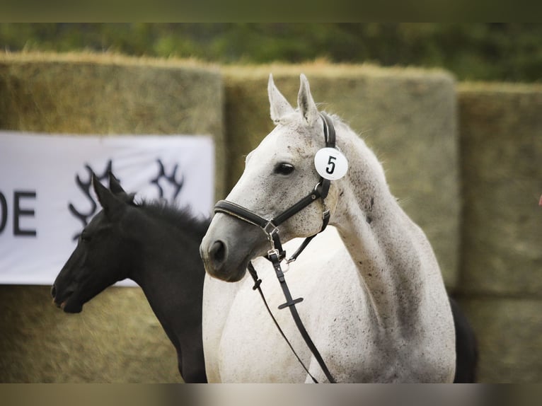 Trakehner Mare 16 years 16 hh in Aytos