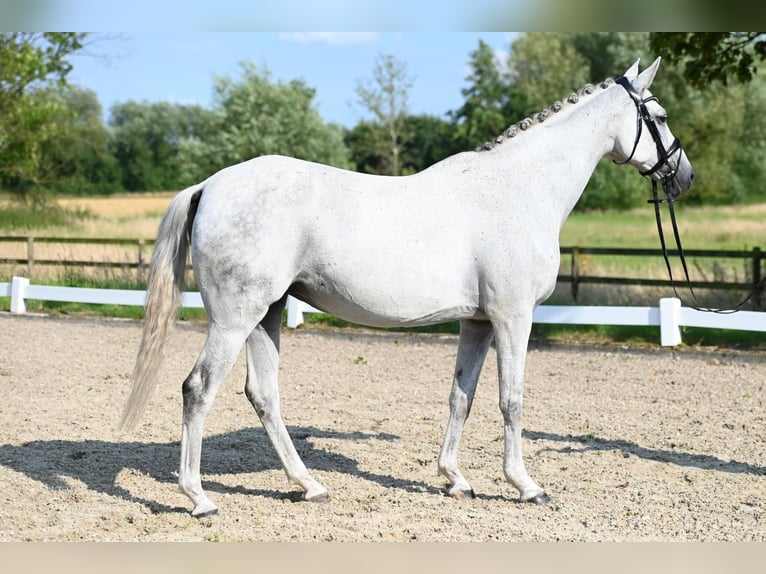 Trakehner Mare 16 years 16,1 hh Grey in Nottuln