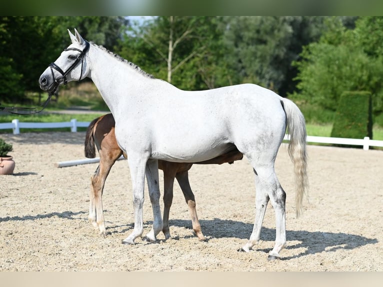 Trakehner Mare 16 years 16,1 hh Grey in Nottuln