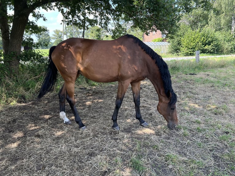 Trakehner Mare 16 years Brown in Essen