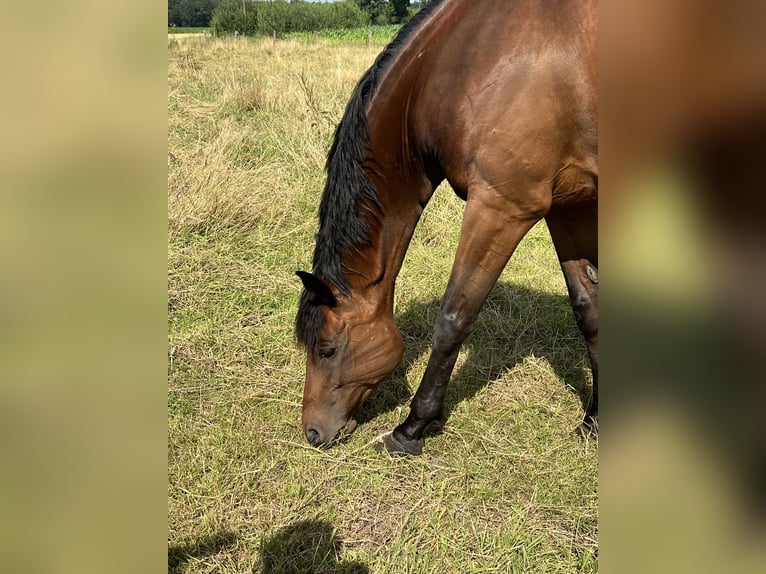 Trakehner Mare 16 years Brown in Essen