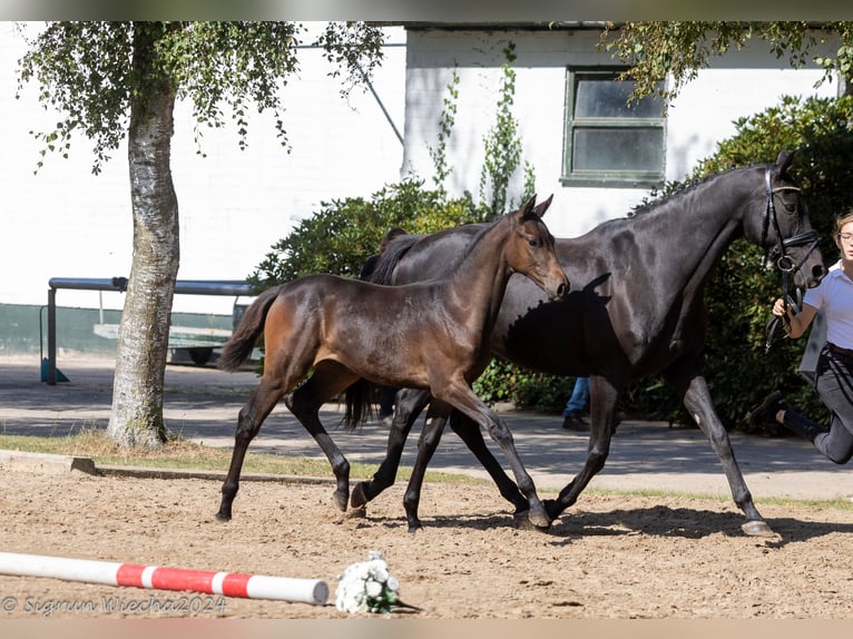 Trakehner Mare 16 years Smoky-Black in Marxen