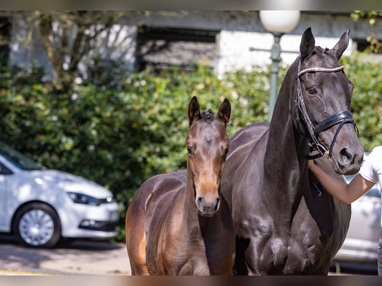 Trakehner Mare 16 years Smoky-Black in Marxen