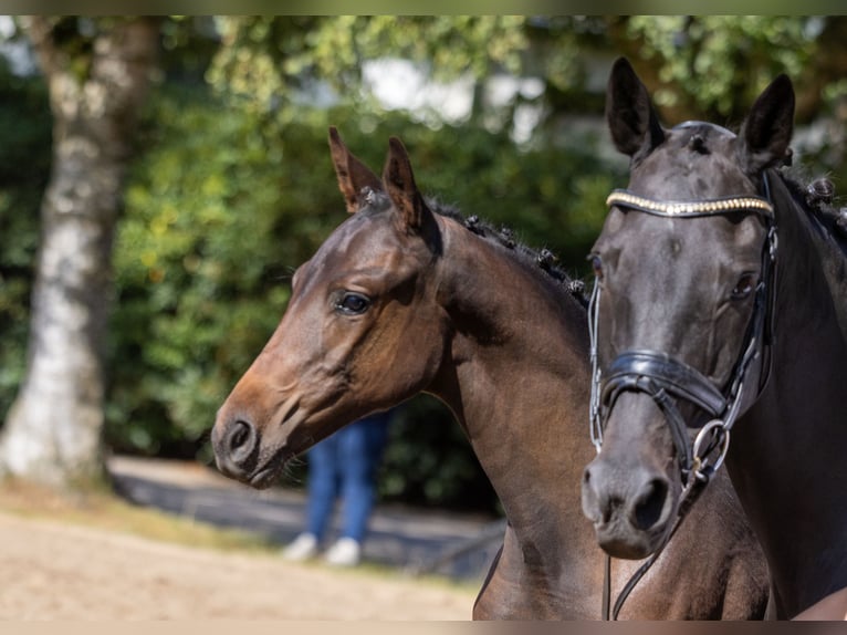 Trakehner Mare 16 years Smoky-Black in Marxen