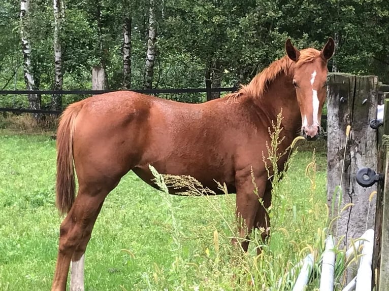 Trakehner Mare 17 years 15,3 hh Brown in Münster