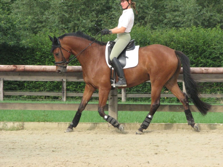 Trakehner Mare 17 years 16,2 hh in Gelsenkirchen