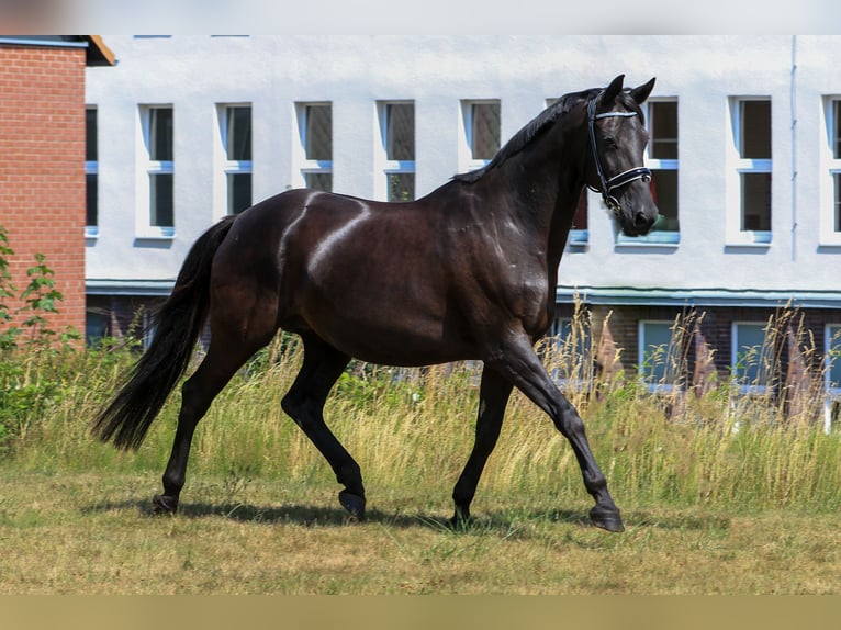 Trakehner Mare 17 years 16,1 hh Black in Uslar