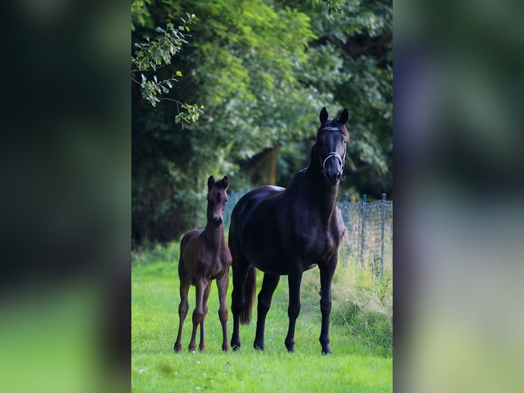 Trakehner Mare 17 years 16,1 hh Black in Uslar