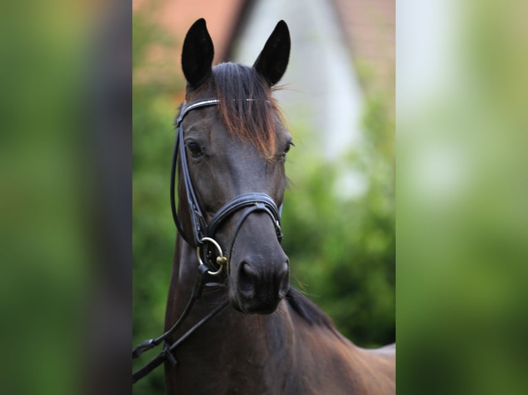 Trakehner Mare 17 years 16,1 hh Black in Uslar