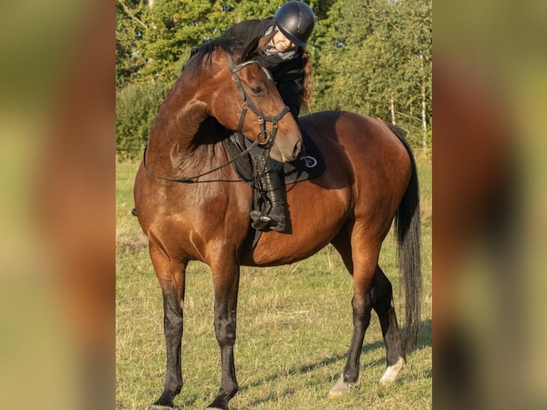 Trakehner Mare 17 years Brown in Plessa