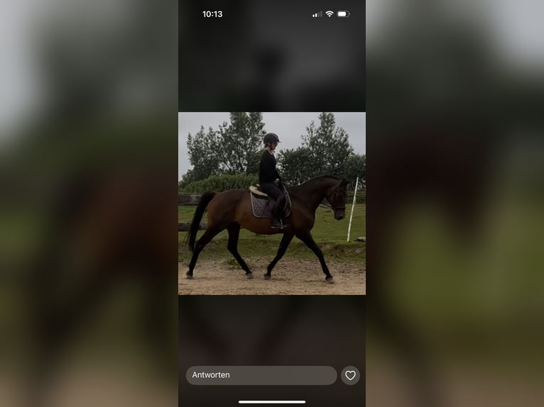 Trakehner Mare 18 years 15.2 hh Brown in Mittelangeln