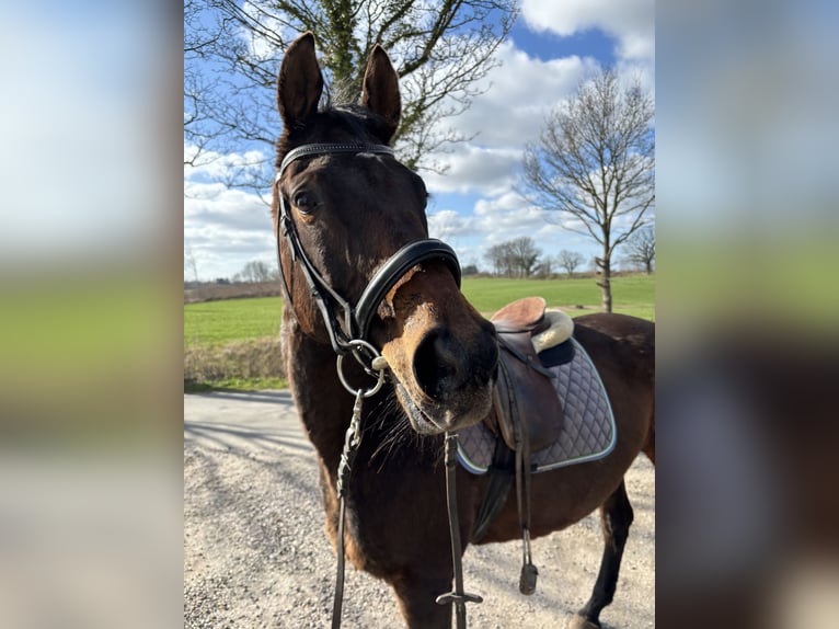 Trakehner Mare 18 years 15.2 hh Brown in Mittelangeln