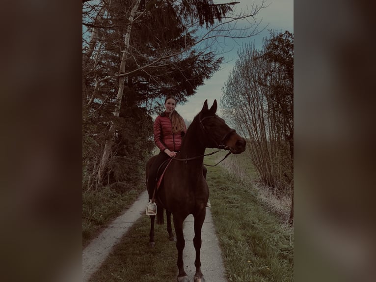 Trakehner Mare 18 years 15.2 hh Brown in Mittelangeln