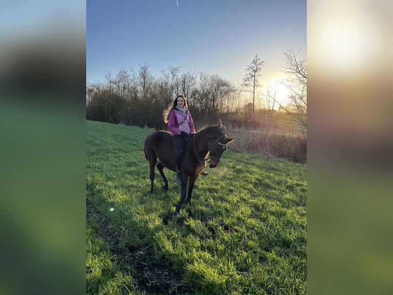 Trakehner Mare 18 years 15,2 hh Brown in Mittelangeln