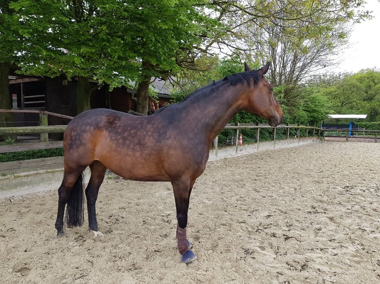 Trakehner Mare 18 years 16,2 hh in Gelsenkirchen