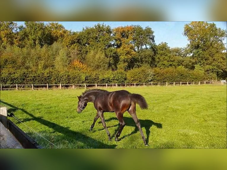 Trakehner Mare 18 years 16,2 hh in Gelsenkirchen