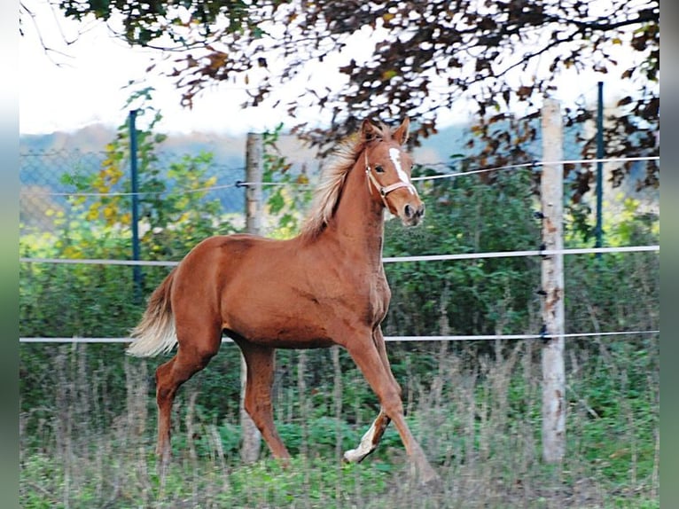 Trakehner Mare 18 years 16,2 hh in Gelsenkirchen