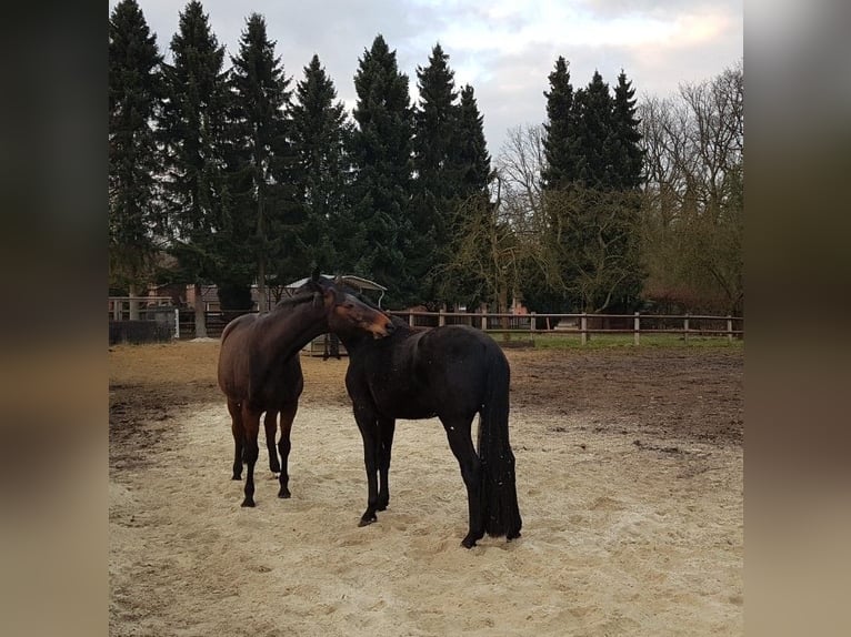 Trakehner Mare 18 years 16,2 hh in Gelsenkirchen