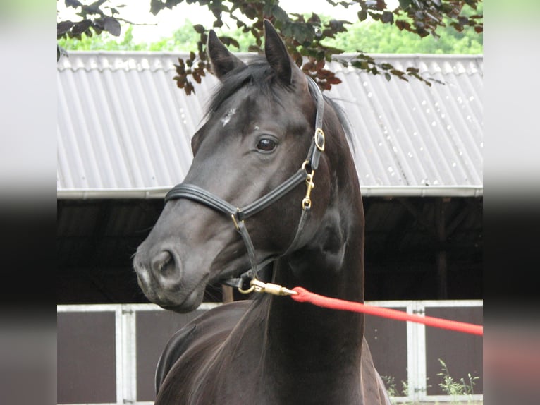 Trakehner Mare 18 years 16,2 hh in Gelsenkirchen