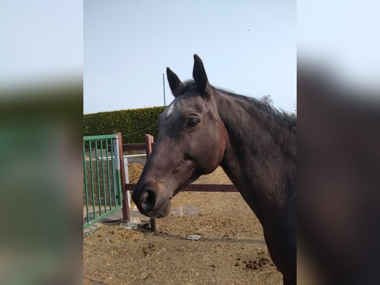 Trakehner Mare 18 years 16 hh Black in Zillebeke