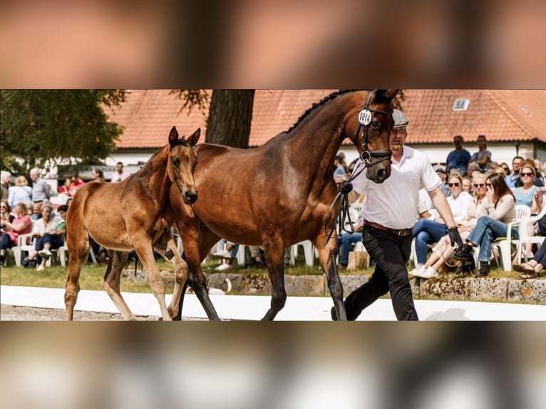Trakehner Mare 18 years 16 hh Brown in Fargau-Pratjau