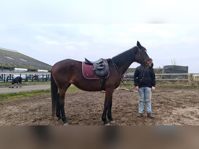 Trakehner Mare 18 years 16 hh Brown in Fargau-Pratjau