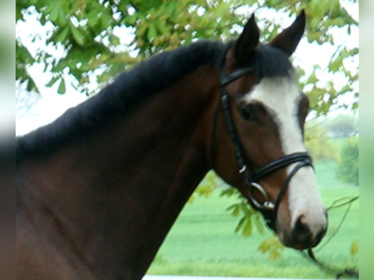 Trakehner Mare 18 years 16 hh Brown in Bosau
