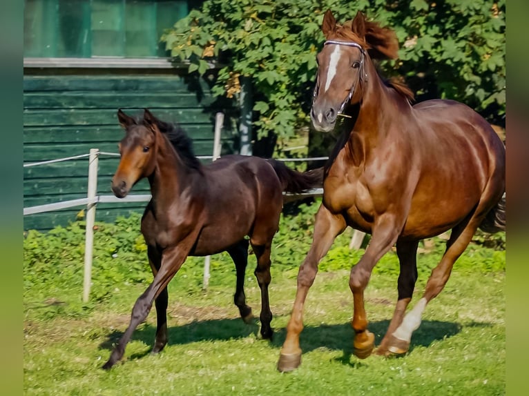Trakehner Mare 18 years Chestnut in Klein Wittensee