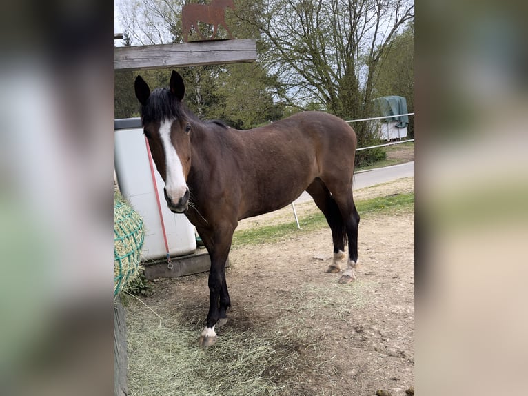 Trakehner Mare 19 years 16 hh Brown in Bleialf