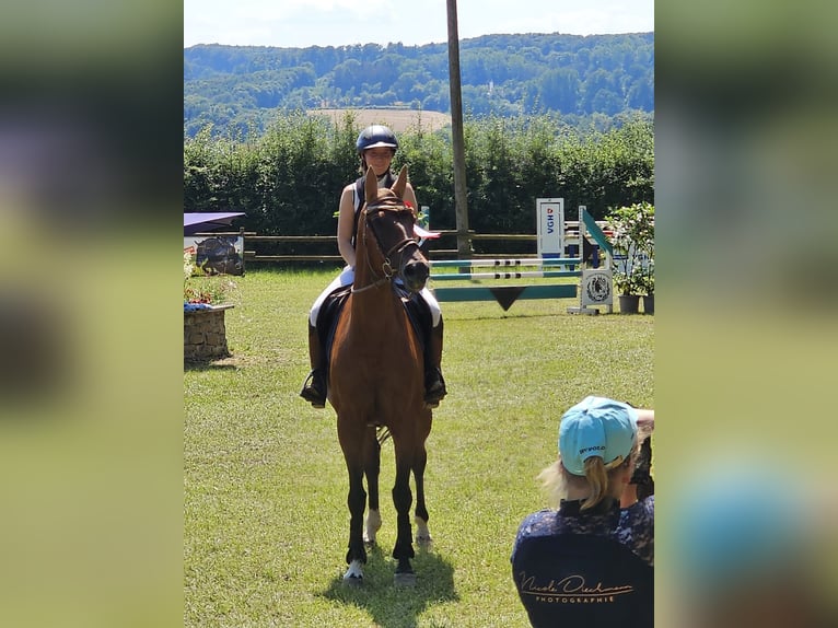 Trakehner Mare 19 years 16 hh Brown in Melle