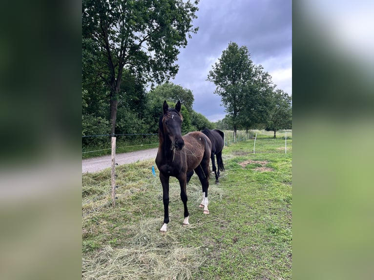 Trakehner Mare 1 year 14.2 hh Bay-Dark in Edemissen