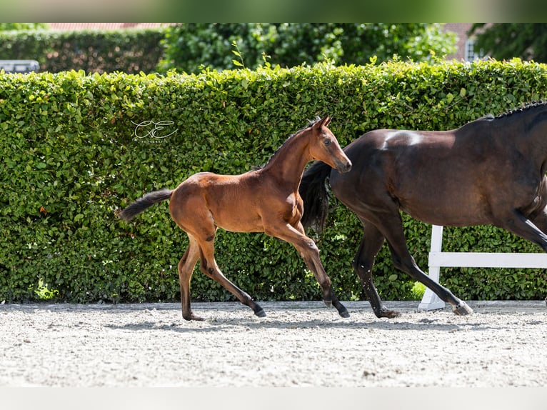 Trakehner Mare 1 year 16,1 hh Bay-Dark in SelkSelk