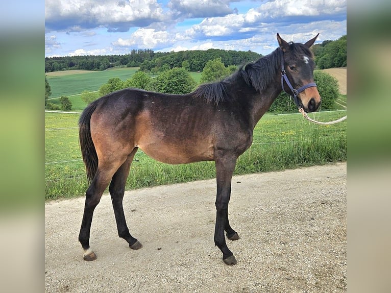 Trakehner Mare 1 year 16.1 hh Bay-Dark in Adelsried
