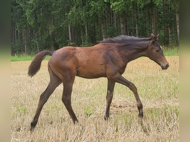 Trakehner Mare 1 year 16.1 hh Bay-Dark in Adelsried