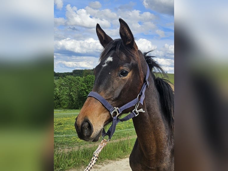 Trakehner Mare 1 year 16.1 hh Bay-Dark in Adelsried