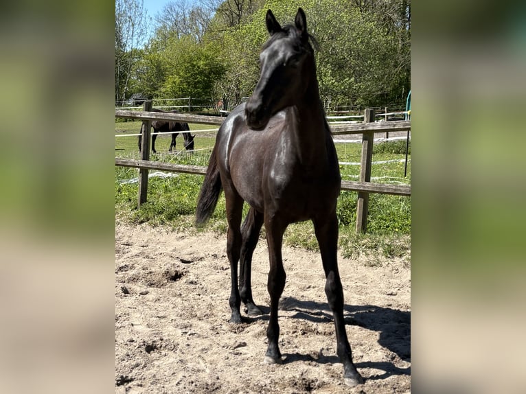 Trakehner Mare 1 year 16.1 hh Black in SelkSelk