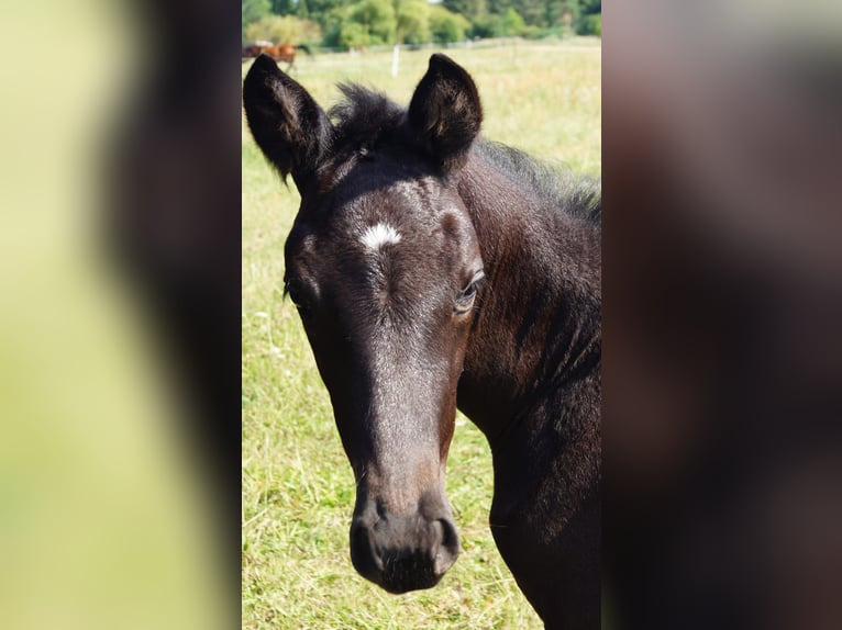 Trakehner Mare 1 year 16,1 hh Black in Sperenberg