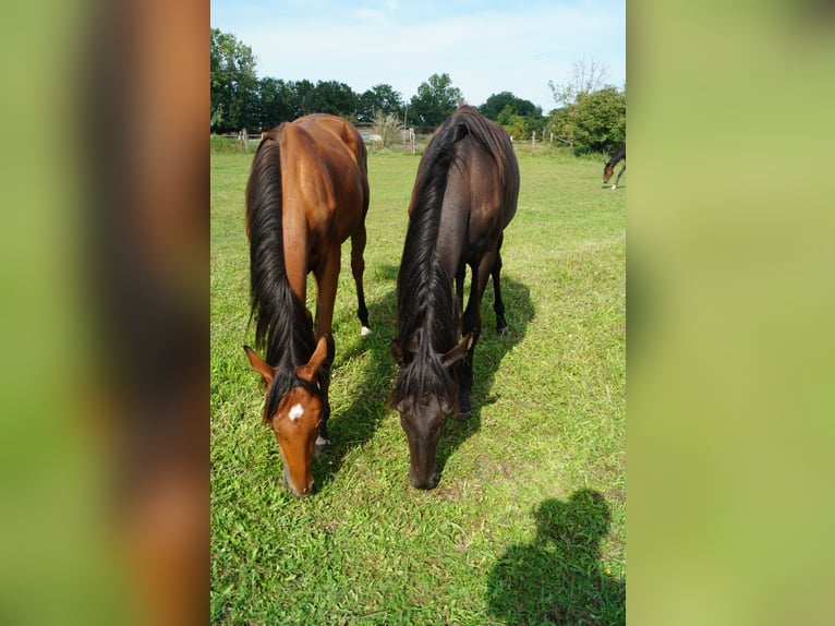 Trakehner Mare 1 year 16,1 hh Black in Sperenberg