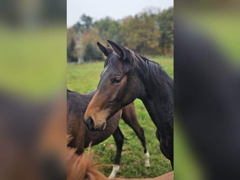 Trakehner Mare 1 year 16,1 hh Brown in Uslar