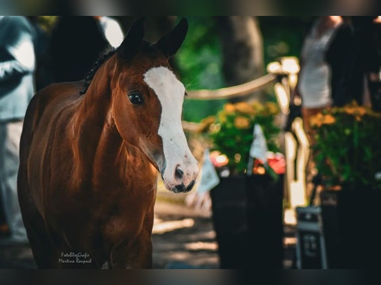 Trakehner Mare 1 year 16,1 hh Brown in Nümbrecht