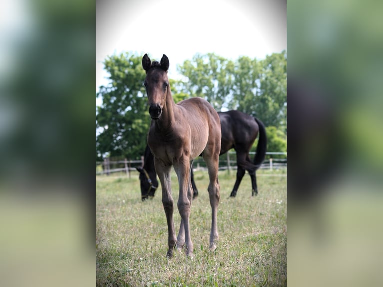 Trakehner Mare 1 year 16.1 hh Brown in Sperenberg