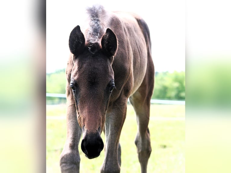 Trakehner Mare 1 year 16.1 hh Brown in Sperenberg