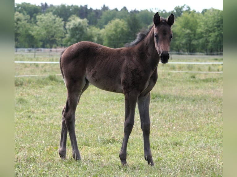 Trakehner Mare 1 year 16.1 hh Brown in Sperenberg