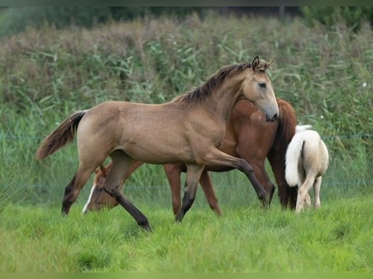 Trakehner Mare 1 year 16,1 hh Buckskin in Wolfhagen