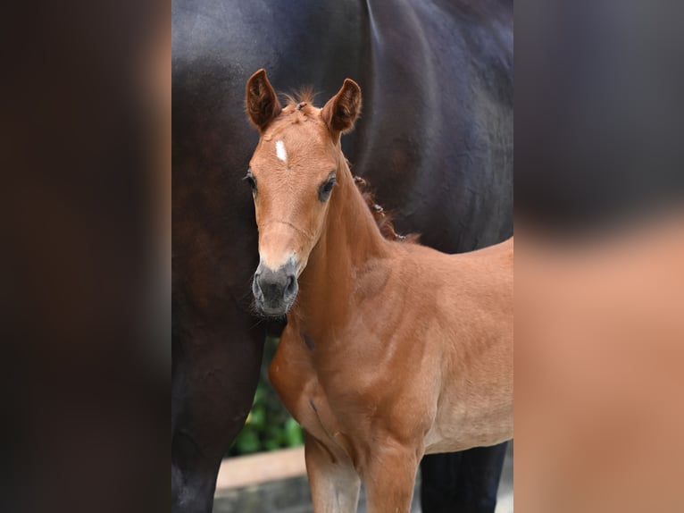 Trakehner Mare 1 year 16,1 hh Chestnut-Red in Bad Zwischenahn