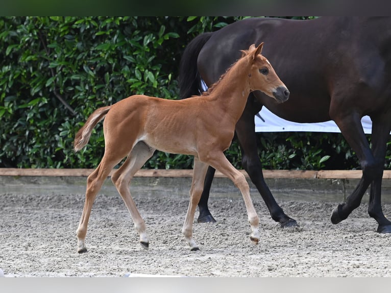 Trakehner Mare 1 year 16,1 hh Chestnut-Red in Bad Zwischenahn